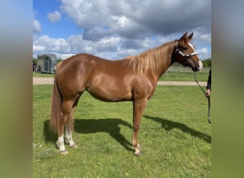 American Quarter Horse, Merrie, 2 Jaar, 160 cm, Vos