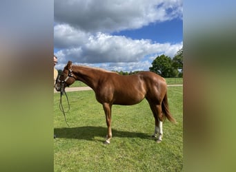 American Quarter Horse, Merrie, 2 Jaar, 160 cm, Vos