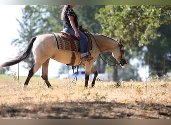 American Quarter Horse, Merrie, 2 Jaar, Buckskin