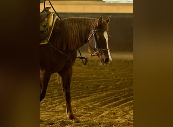 American Quarter Horse, Merrie, 2 Jaar, Donkerbruin