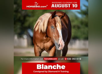 American Quarter Horse, Merrie, 2 Jaar, Donkere-vos