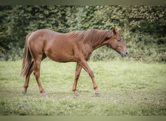 American Quarter Horse, Merrie, 2 Jaar, Donkere-vos