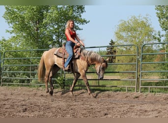 American Quarter Horse, Merrie, 2 Jaar, Falbe