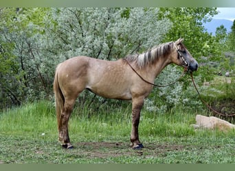 American Quarter Horse, Merrie, 2 Jaar, Falbe