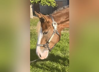 American Quarter Horse, Merrie, 2 Jaar, Palomino
