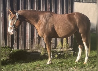 American Quarter Horse, Merrie, 2 Jaar, Palomino