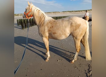 American Quarter Horse, Merrie, 2 Jaar, Palomino