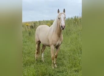 American Quarter Horse, Merrie, 2 Jaar, Palomino