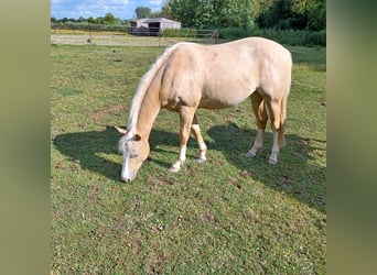 American Quarter Horse, Merrie, 2 Jaar, Palomino