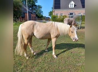 American Quarter Horse, Merrie, 2 Jaar, Palomino