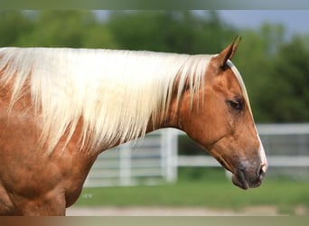 American Quarter Horse, Merrie, 2 Jaar, Palomino