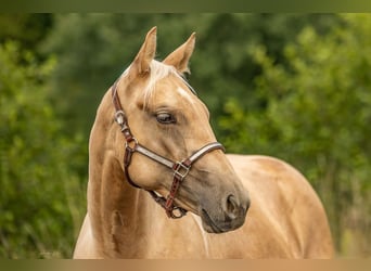 American Quarter Horse, Merrie, 2 Jaar, Palomino