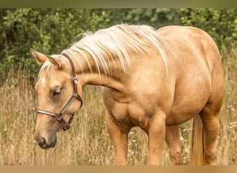 American Quarter Horse, Merrie, 2 Jaar, Palomino