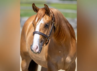 American Quarter Horse, Merrie, 2 Jaar, Red Dun