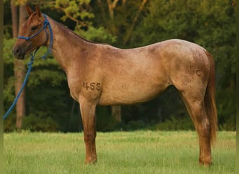American Quarter Horse, Merrie, 2 Jaar, Roan-Red