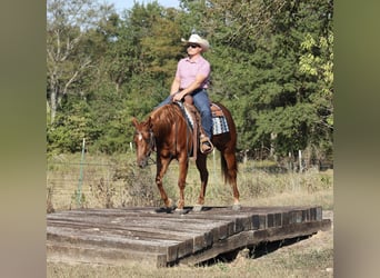 American Quarter Horse, Merrie, 2 Jaar, Roodvos