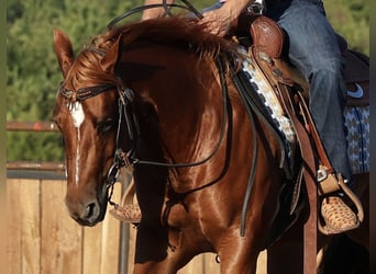 American Quarter Horse, Merrie, 2 Jaar, Roodvos