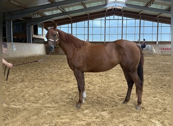 American Quarter Horse, Merrie, 2 Jaar, Vos