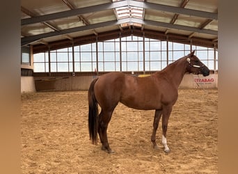 American Quarter Horse, Merrie, 2 Jaar, Vos
