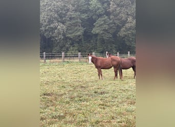 American Quarter Horse, Merrie, 2 Jaar, Vos