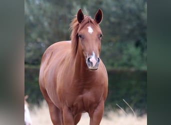 American Quarter Horse, Merrie, 2 Jaar, Vos