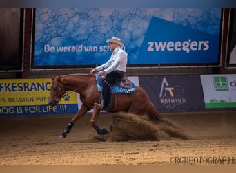 American Quarter Horse, Merrie, 2 Jaar, Vos