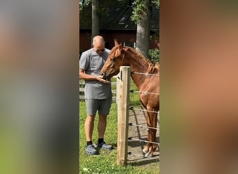 American Quarter Horse, Merrie, 2 Jaar, Vos