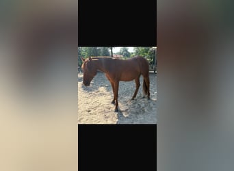 American Quarter Horse, Merrie, 2 Jaar, Vos