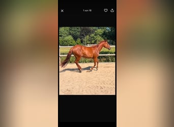 American Quarter Horse, Merrie, 2 Jaar, Vos