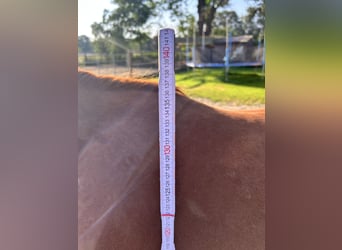 American Quarter Horse, Merrie, 2 Jaar, Vos