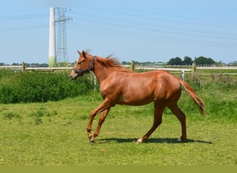 American Quarter Horse, Merrie, 2 Jaar, Vos