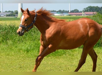 American Quarter Horse, Merrie, 2 Jaar, Vos