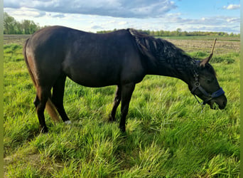 American Quarter Horse, Merrie, 2 Jaar, Zwart