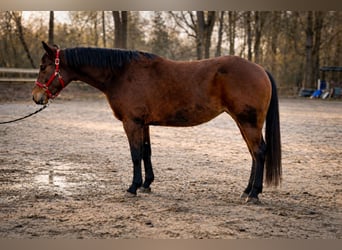 American Quarter Horse, Merrie, 3 Jaar, 140 cm, Bruin