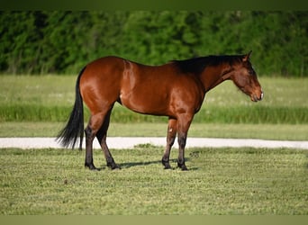 American Quarter Horse, Merrie, 3 Jaar, 140 cm, Roodbruin