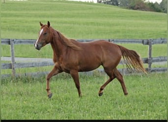 American Quarter Horse, Merrie, 3 Jaar, 140 cm, Vos