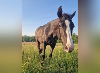 American Quarter Horse Mix, Merrie, 3 Jaar, 140 cm, Zwart