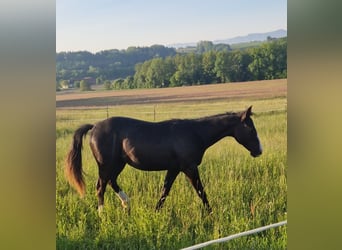 American Quarter Horse Mix, Merrie, 3 Jaar, 140 cm, Zwart