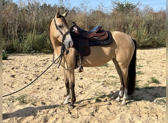 American Quarter Horse, Merrie, 3 Jaar, 141 cm, Buckskin