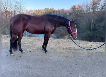 American Quarter Horse, Merrie, 3 Jaar, 142 cm, Brauner