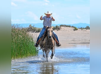 American Quarter Horse, Merrie, 3 Jaar, 142 cm, Buckskin