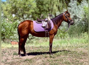 American Quarter Horse, Merrie, 3 Jaar, 142 cm, Roodbruin