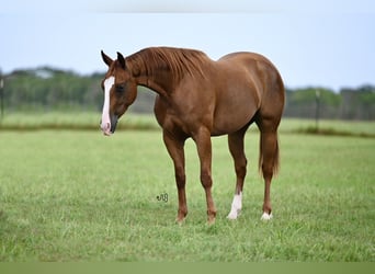 American Quarter Horse, Merrie, 3 Jaar, 142 cm, Roodvos
