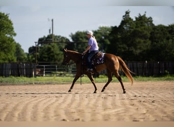 American Quarter Horse, Merrie, 3 Jaar, 142 cm, Roodvos