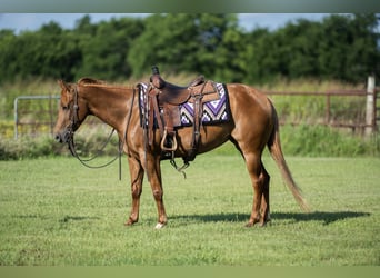 American Quarter Horse, Merrie, 3 Jaar, 142 cm, Roodvos