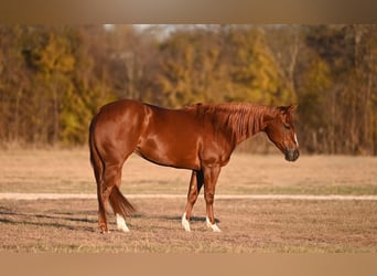 American Quarter Horse, Merrie, 3 Jaar, 142 cm, Roodvos