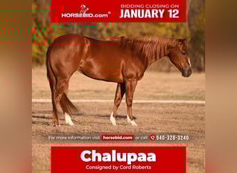 American Quarter Horse, Merrie, 3 Jaar, 142 cm, Roodvos