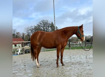 American Quarter Horse, Merrie, 3 Jaar, 144 cm, Vos