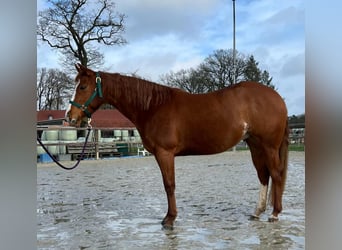 American Quarter Horse, Merrie, 3 Jaar, 144 cm, Vos