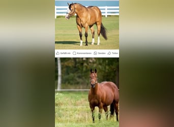 American Quarter Horse, Merrie, 3 Jaar, 145 cm, Bruin